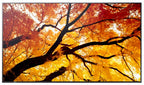 Sharp MultiSync M552 Digital signage flat panel 55" LCD 550 cd/m² 4K Ultra HD Black Touchscreen